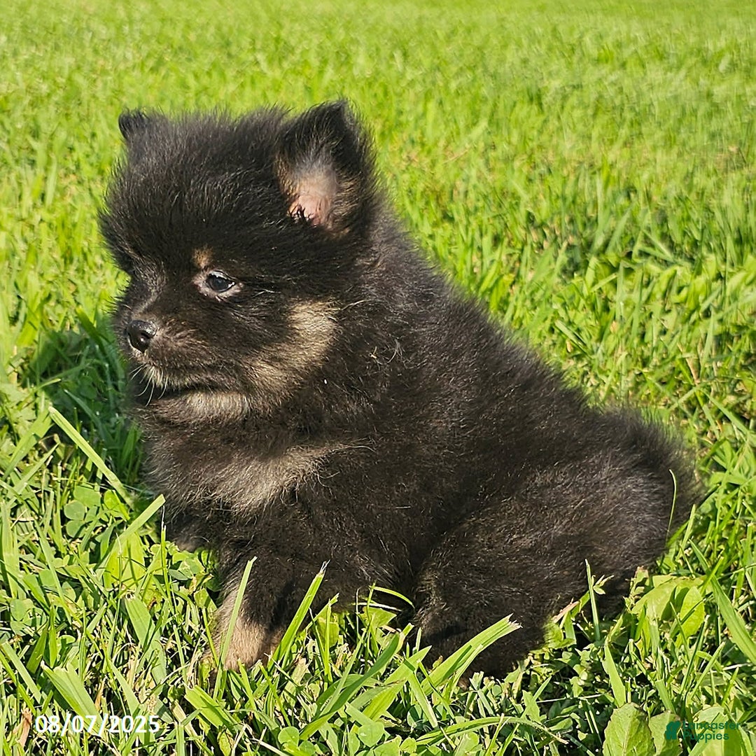 Pomeranian dogs for sale: Pomeranian 4 puppies - Image 11
