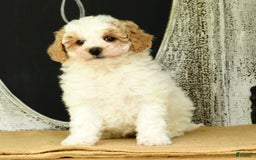 Havapoo dogs for sale: Daisy - Image 1