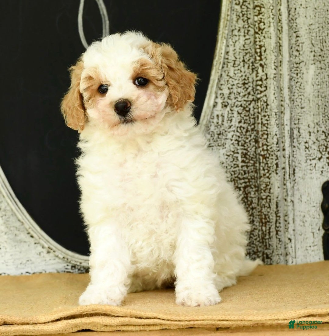 Havapoo dogs for sale: Daisy - Image 1