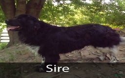 Newfoundland dogs for sale: Walter - Image 7