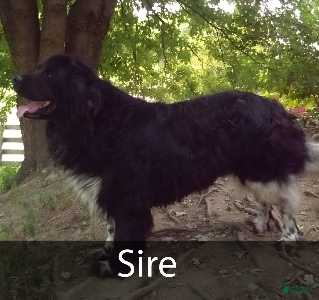 Newfoundland dogs for sale: Walter - Image 7