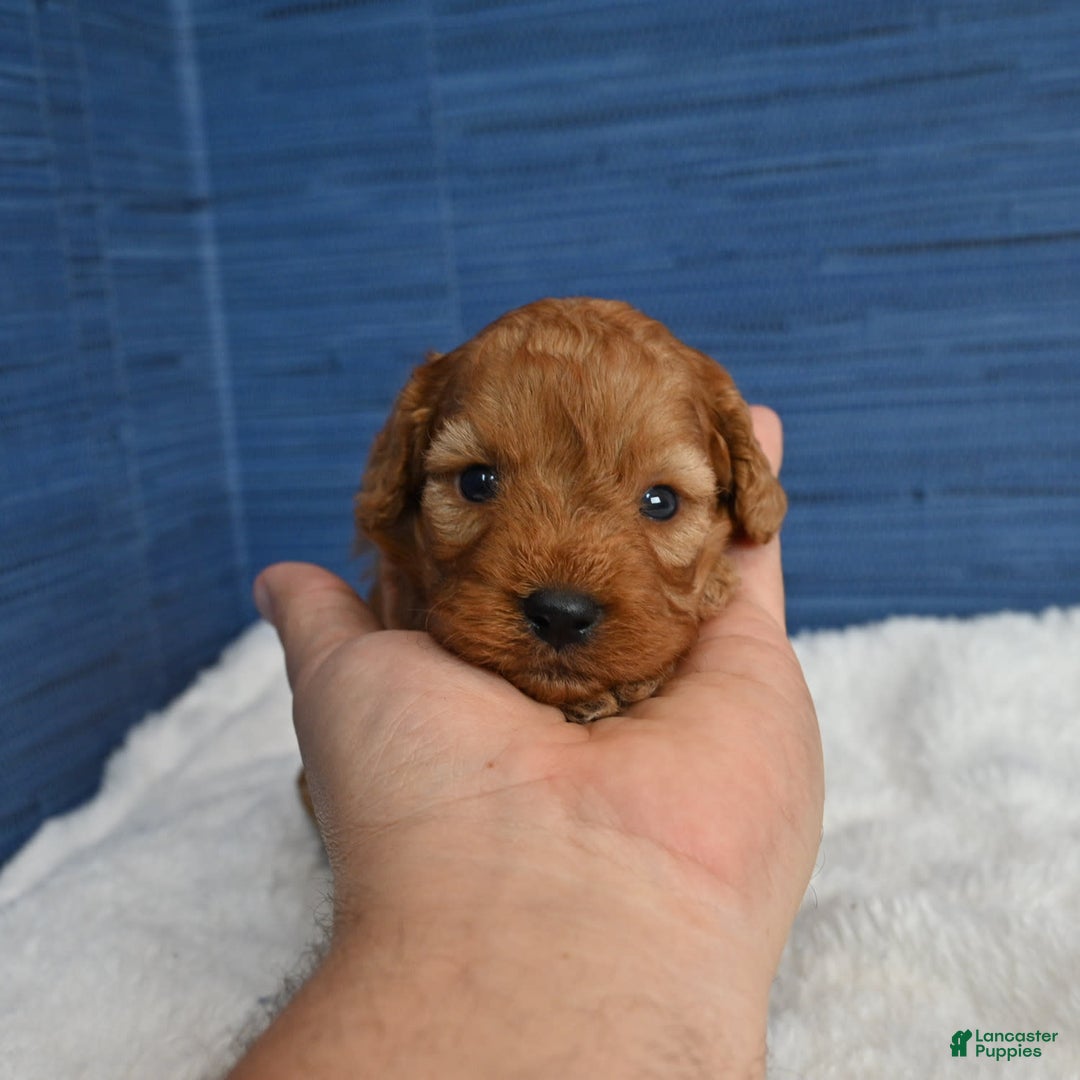 Cavapoo dogs for sale: Cavapoo 6 puppies - Image 18