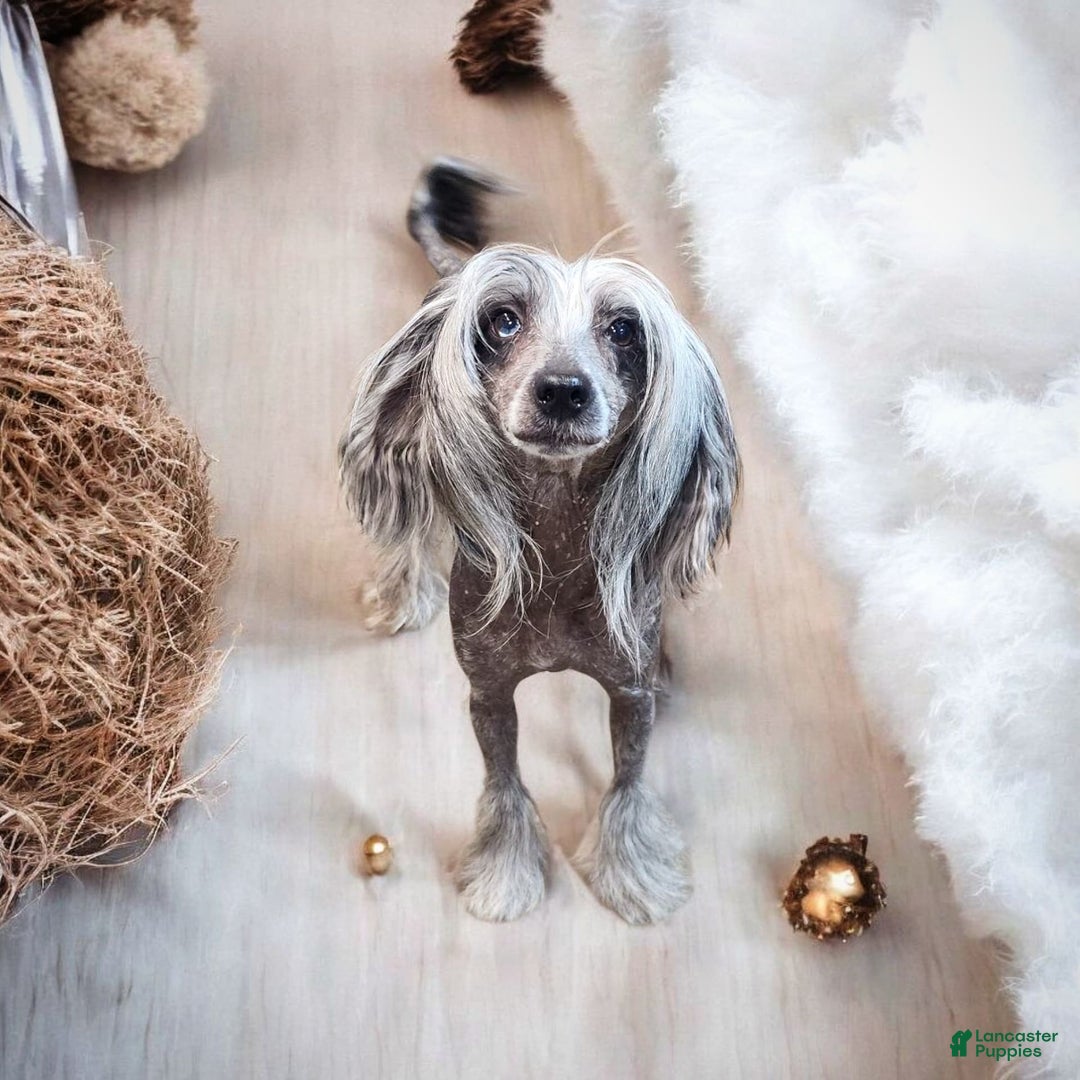 Chinese Crested dogs for sale: Sapphire - Image 3