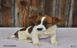 Jack Russell Terrier dogs for sale: Rio - Image 2