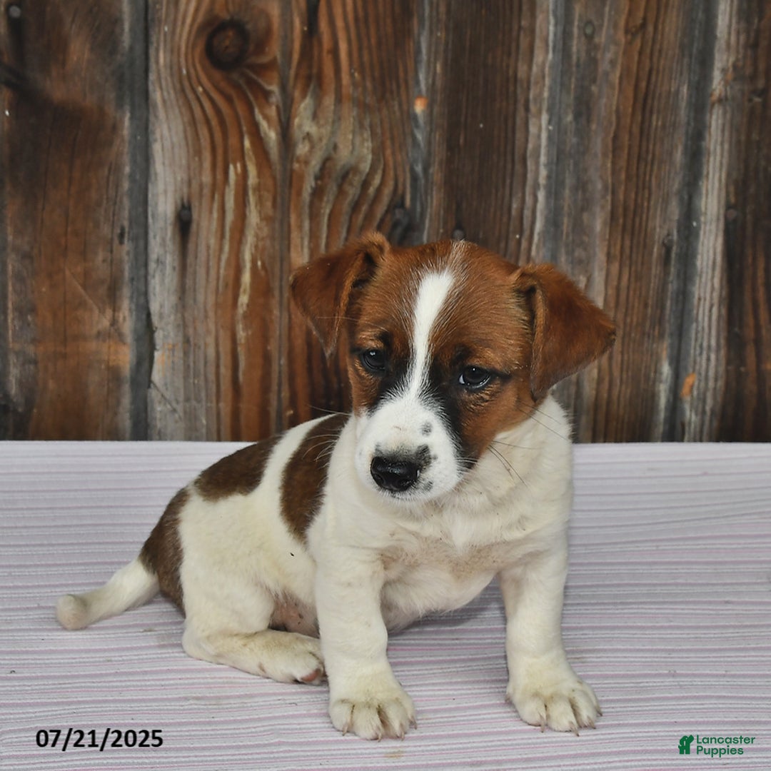Jack Russell Terrier dogs for sale: Rio - Image 2