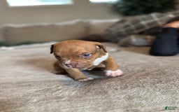 American Bully dogs for sale: No Name - Image 2