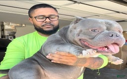 American Bully dogs for sale: Big Boy - Image 8