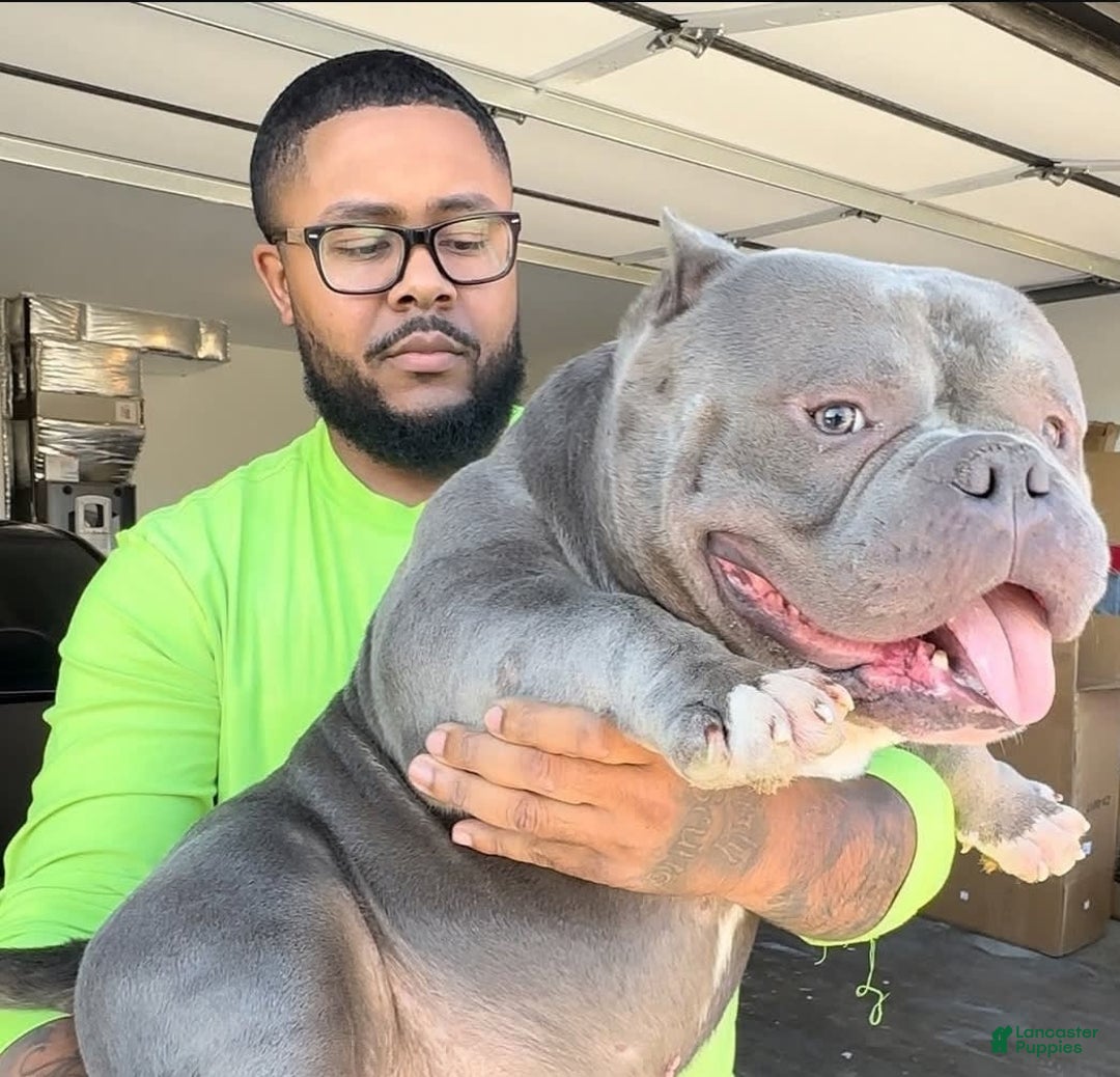 American Bully dogs for sale: Big Boy - Image 8