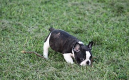 French Bulldog dogs for sale: Natalie - Image 22