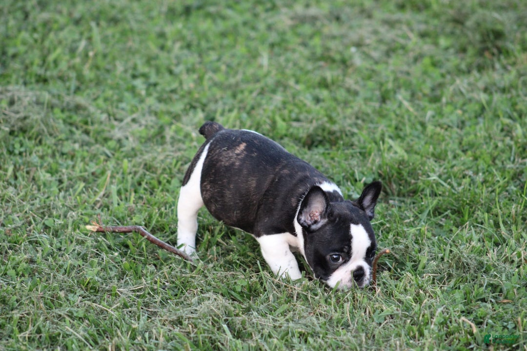 French Bulldog dogs for sale: Natalie - Image 22