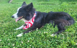 Border Collie dogs for sale: Ollie - Image 6