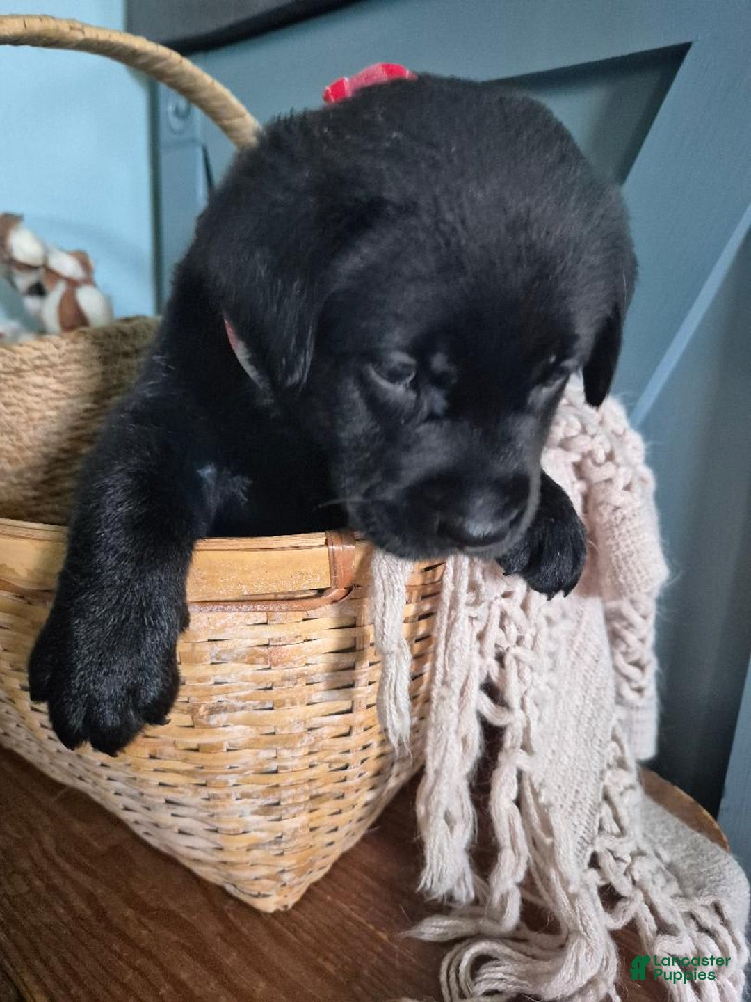 Labrador Retriever dogs for sale: Darryl Philbin - Image 5