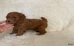Toy Poodle dogs for sale: Mara - Image 1