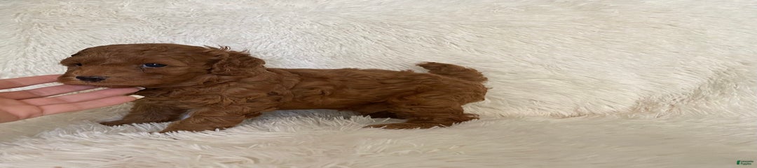 Mara