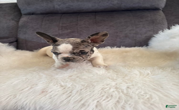 French Bulldog dogs for sale - Ad 3