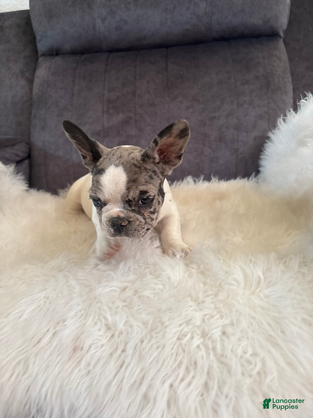 French Bulldog dogs for sale: Tiny - Image 1