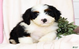 Mini Bernedoodle dogs for sale: Theo - Image 6