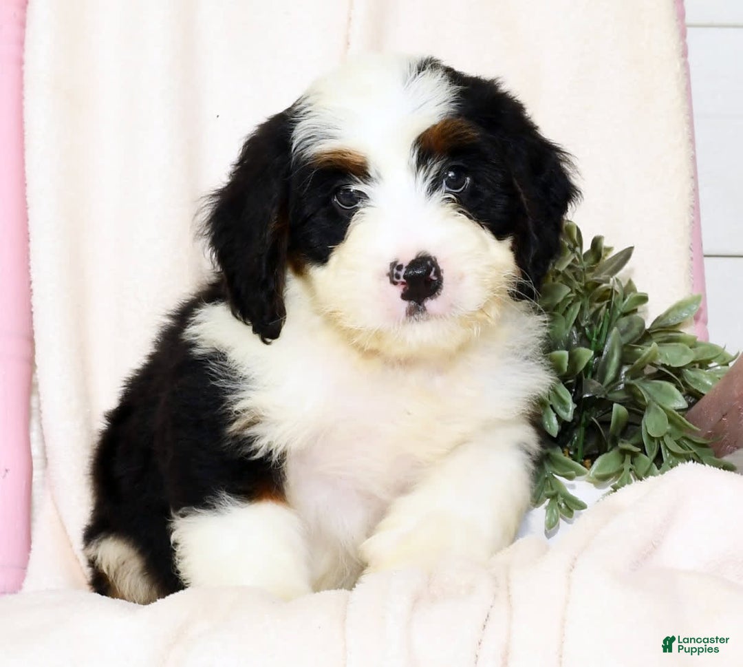 Mini Bernedoodle dogs for sale: Theo - Image 6