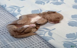 Goldendoodle dogs for sale: Lewis - Image 10
