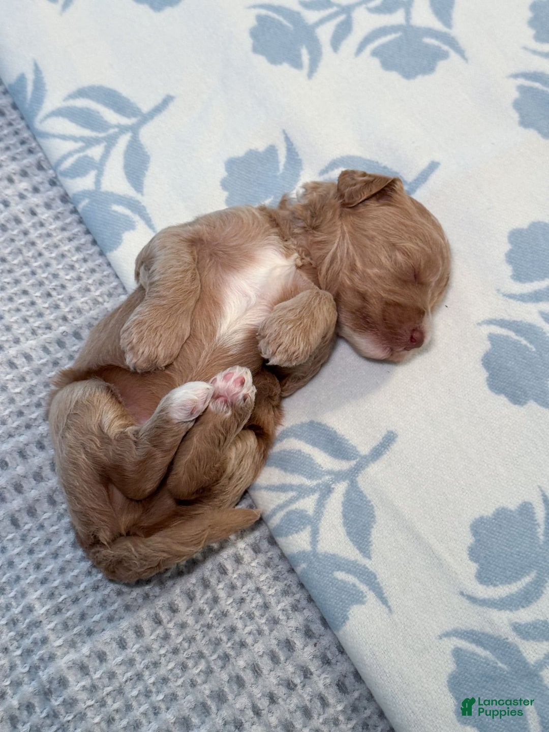 Goldendoodle dogs for sale: Lewis - Image 10