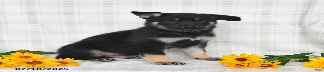 Kaci