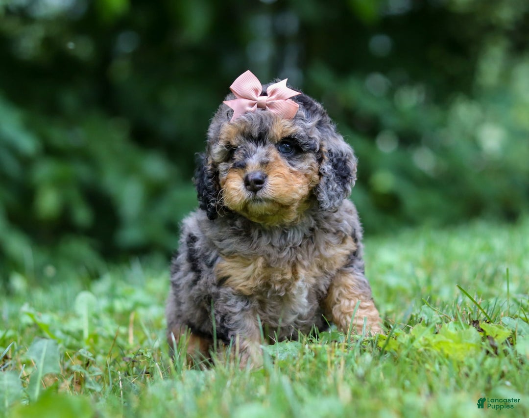 Cockapoo dogs for sale: Angela - Image 1