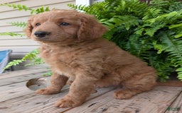 Goldendoodle dogs for sale: Reed - Image 34