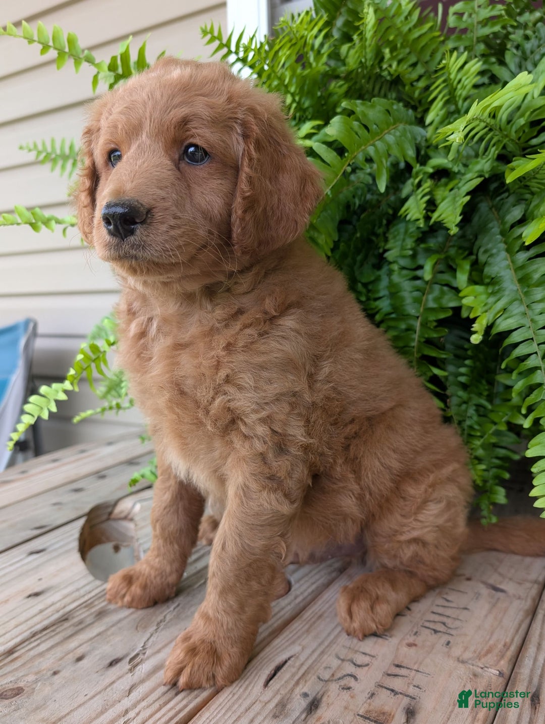 Goldendoodle dogs for sale: Reed - Image 34