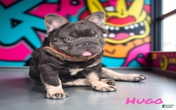 French Bulldog dogs for sale: Hugo - Image 3
