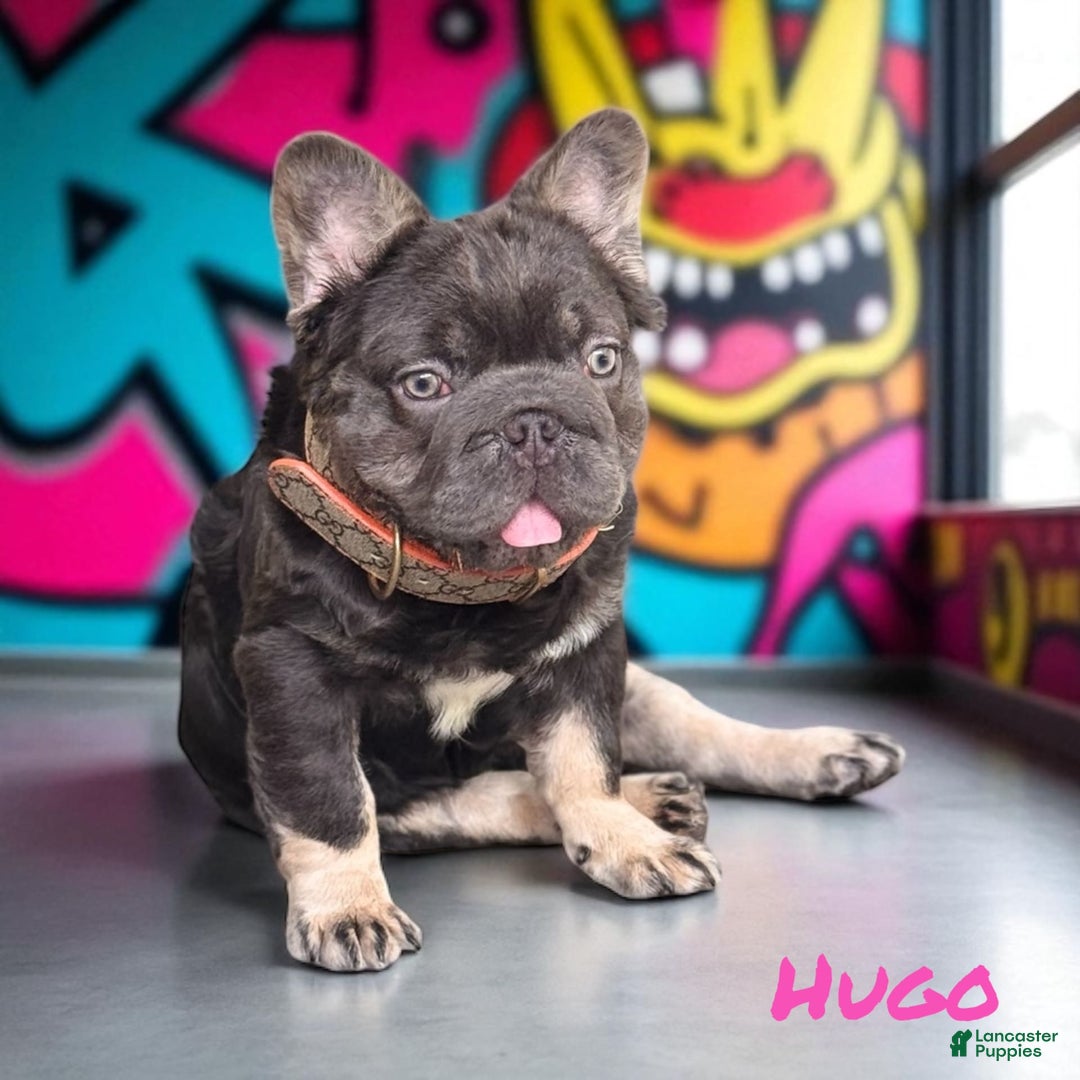 French Bulldog dogs for sale: Hugo - Image 3
