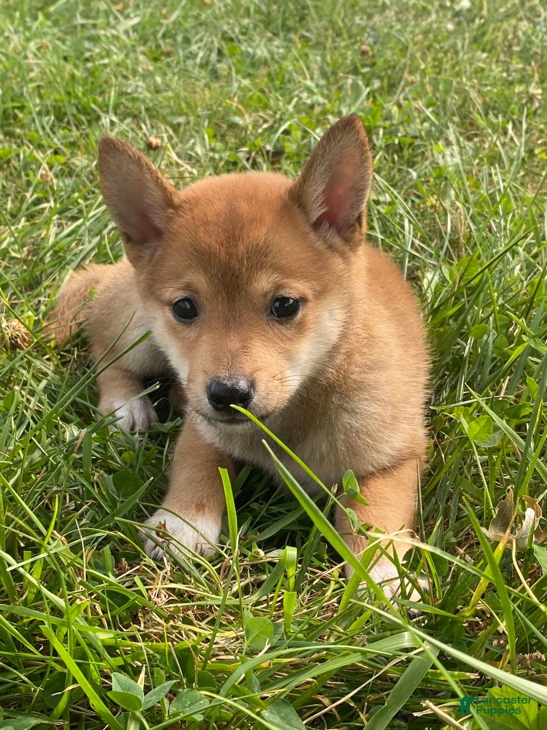 Shiba Inu dogs for sale: Irene - Image 6