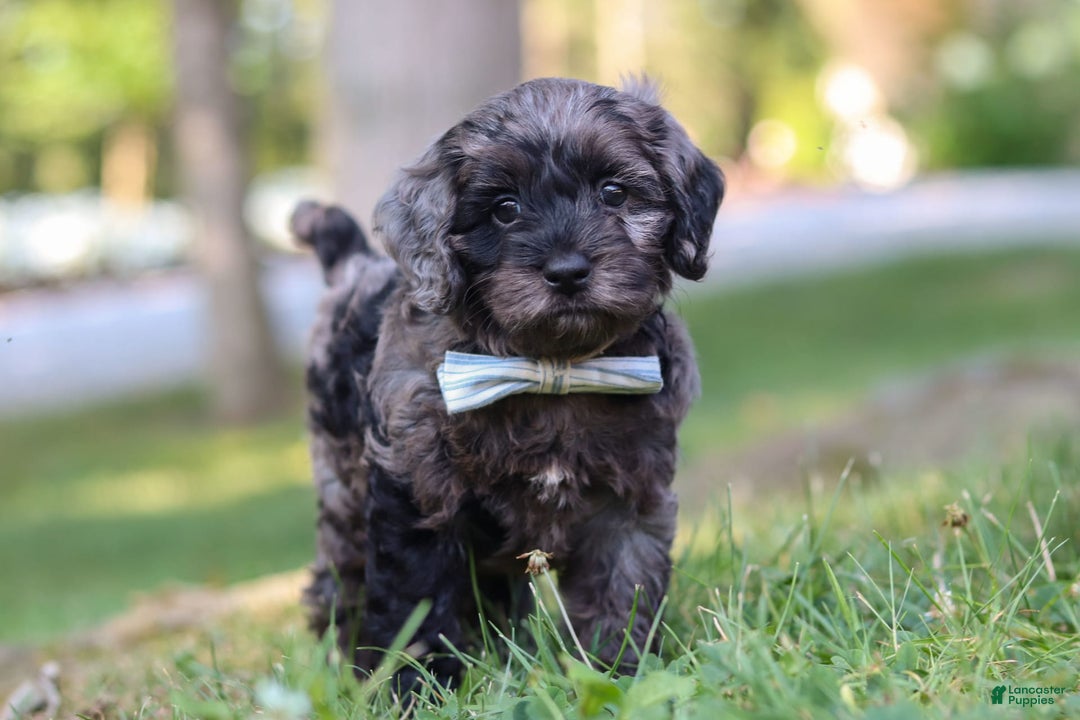 Cockapoo dogs for sale: Monty - Image 5