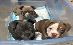 American Bully dogs for sale: Rollie - Image 1