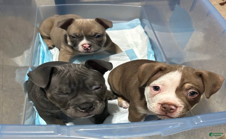 American Bully dogs for sale - Ad 1