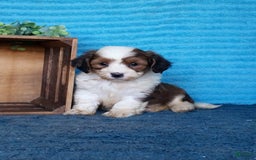 Havanese dogs for sale: Dusty - Image 1