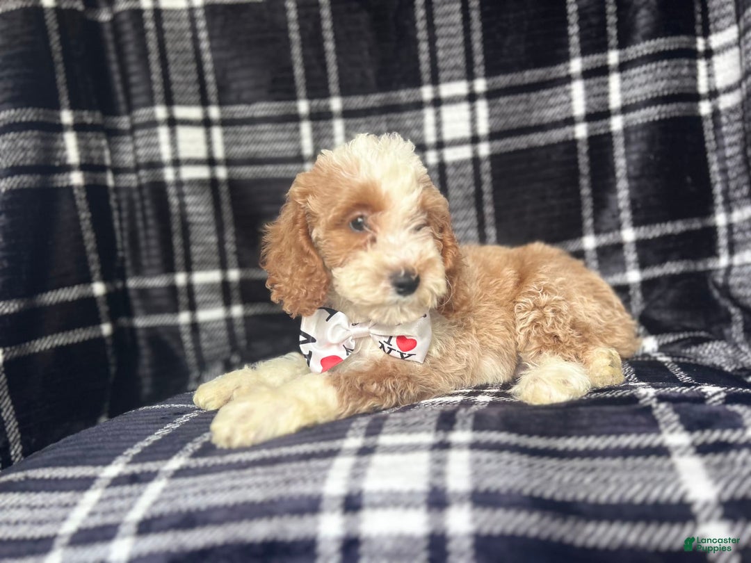 Cockapoo dogs for sale: Mac - Image 2