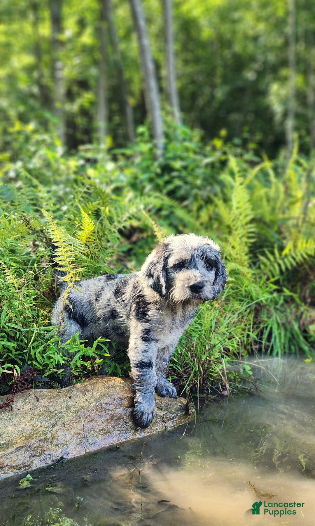 Labradoodle dogs for sale: Madison - Image 5