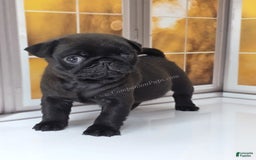 Pug dogs for sale: Runt - Champion Lines - Image 12