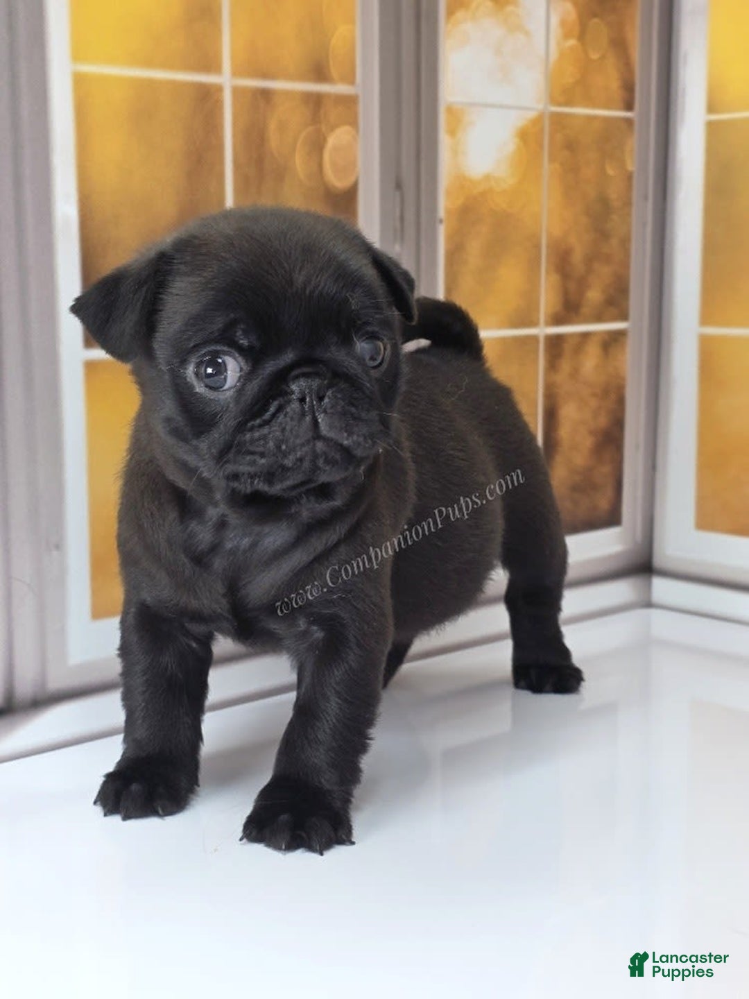 Pug dogs for sale: Runt - Champion Lines - Image 12