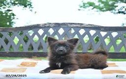 Pomeranian dogs for sale: Tinker - Image 8
