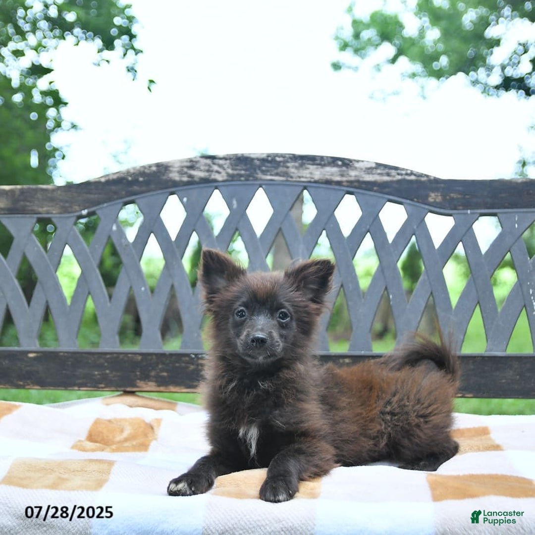 Pomeranian dogs for sale: Tinker - Image 8