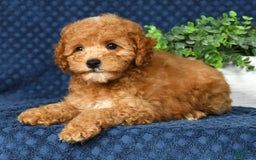 Cockapoo dogs for sale: Douglas - Image 2