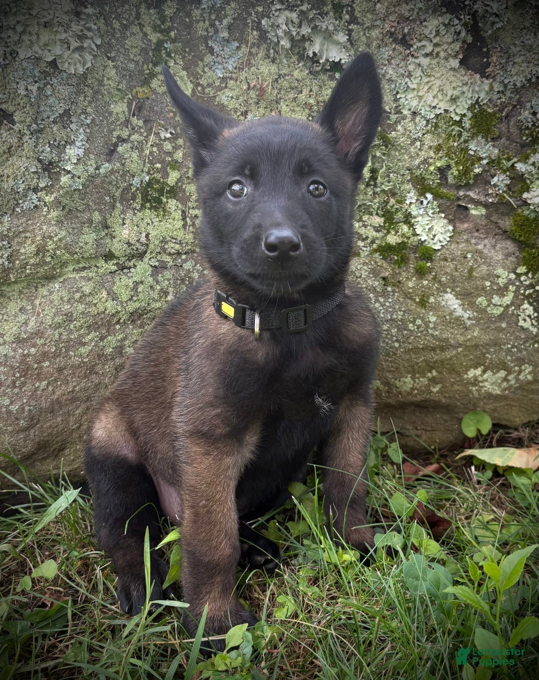 Belgian Malinois dogs for sale: Odessa - Image 1