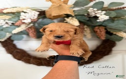 Golden Retriever dogs for sale: Golden Retriever Puppies - Image 1