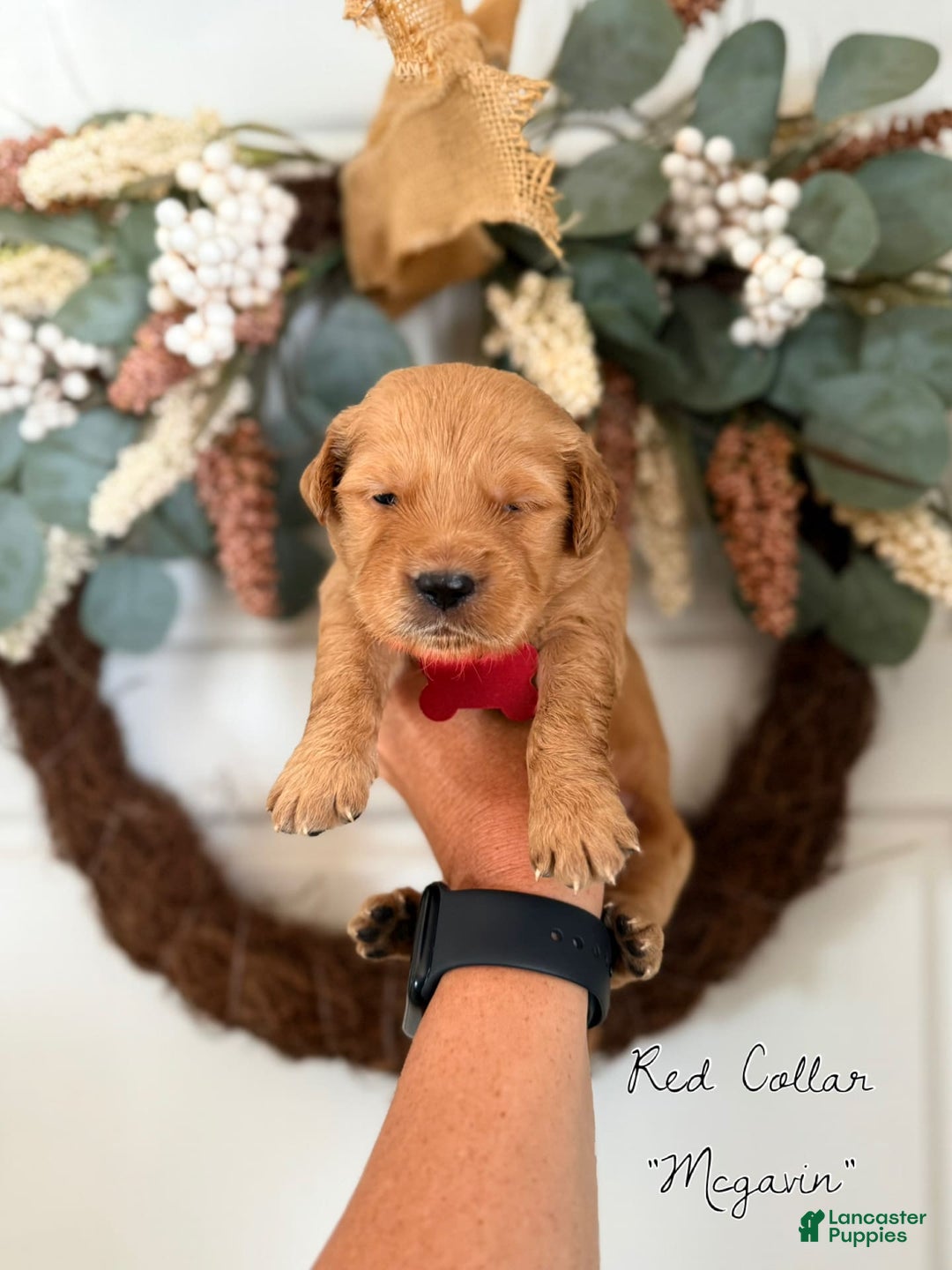 Golden Retriever dogs for sale: Golden Retriever Puppies - Image 1