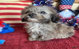 Maltipoo dogs for sale: Frosty - Image 7