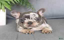 French Bulldog dogs for sale: French Bulldog 2 puppies - Image 9