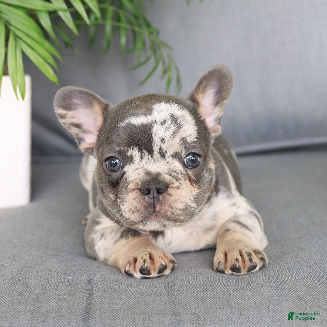 French Bulldog dogs for sale: French Bulldog 2 puppies - Image 9