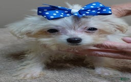 Maltipoo dogs for sale: micro teacup 1 lb 7 ozs - Image 3