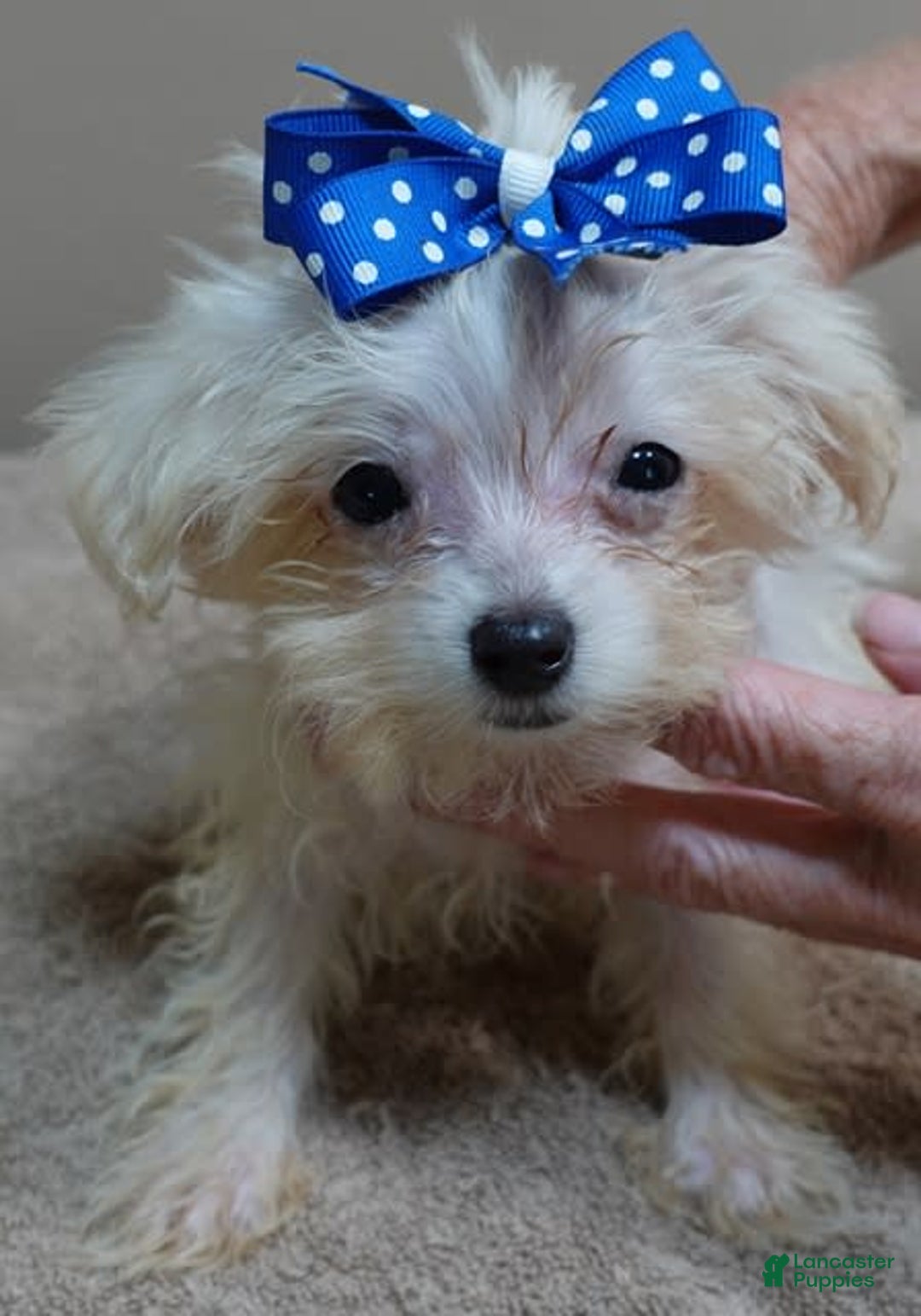 Maltipoo dogs for sale: micro teacup 1 lb 7 ozs - Image 3